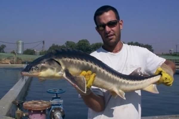 The Fish That Lay Golden Eggs in Israeli Kibbutz