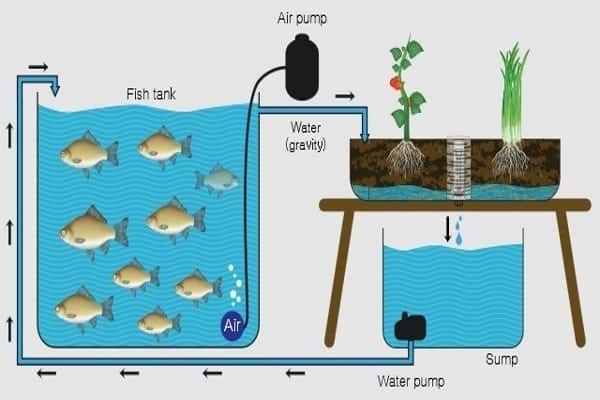 Introducing Aquaponics