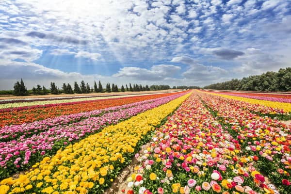Israel Turns Desert into Flower Beds
