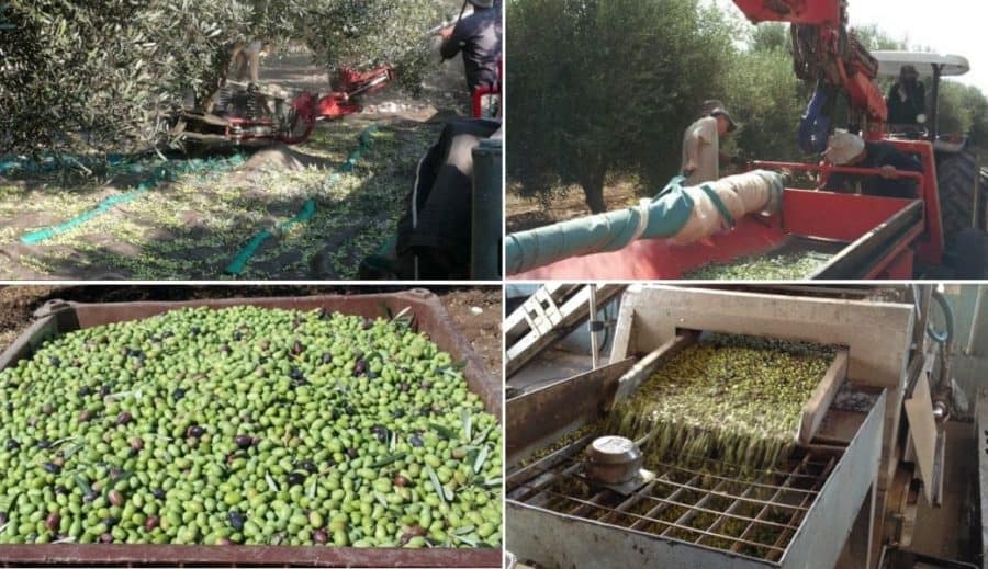 Olive Harvesting Machine in Motion